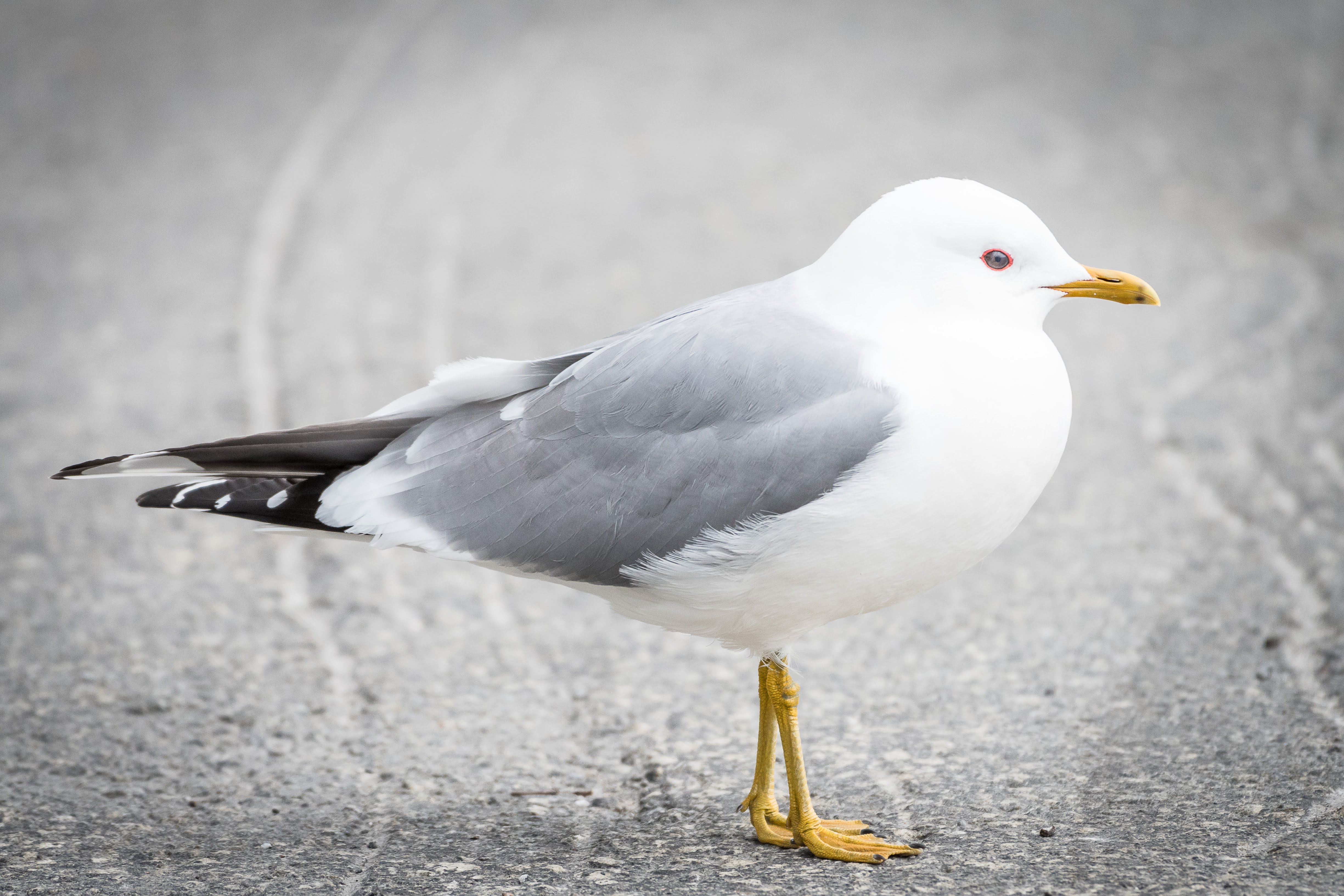Goéland cendré et Lombric